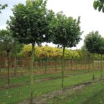 Tilia tomentosa 'Hungary Globe'