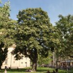 Tilia tomentosa ‘Pendula’