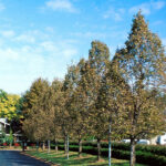 Tilia americana ‘Redmond’