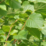 Tilia americana ‘Redmond’