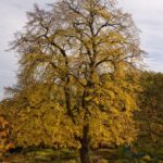 Tilia euchlora