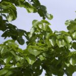 Tilia euchlora