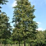 Tilia flavescens 'Glenleven'