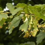 Tilia flavescens 'Glenleven'