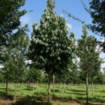 Tilia heterophylla 'Prestige'