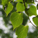 Tilia mongolica ‘Buda’