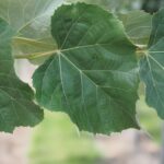 Tilia tomentosa 'Doornik'