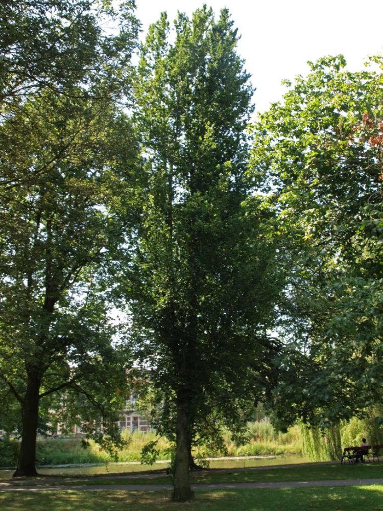 Ulmus columella