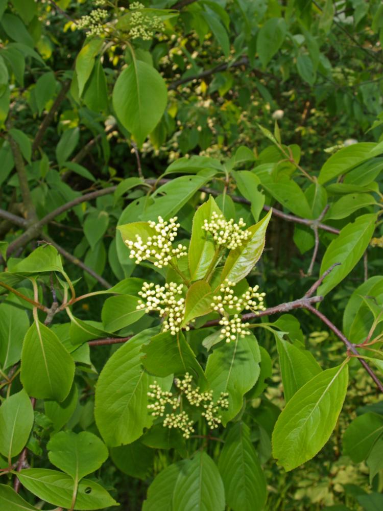 Viburnum lentago