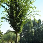 zelkova-serrata-fastigiata_01