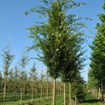 Zelkova Serrata Fastigiata