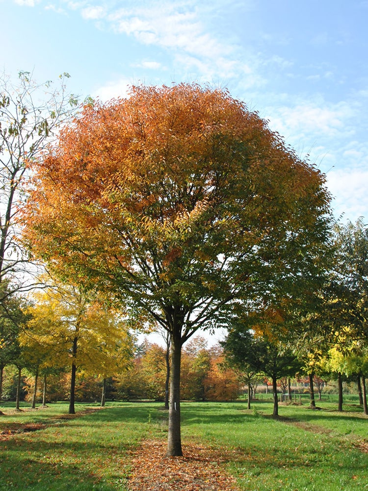 Zelkova Serrata Green Vase Flekova