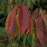 Zelkova serrata