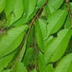 Zelkova serrata