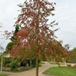 Malus ‘Red Sentinel’