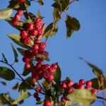 Malus ‘Red Sentinel’