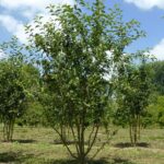 Malus ‘Red Sentinel’