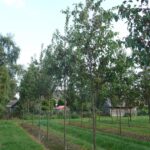 Malus baccata ‘Street Parade’