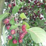 Malus baccata ‘Street Parade’