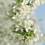 Malus baccata ‘Street Parade’