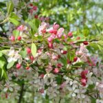 Malus floribunda