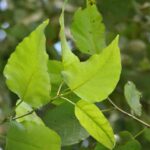 Populus trichocarpa ‘Columbia River’