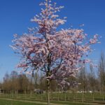 Prunus ‘Accolade’