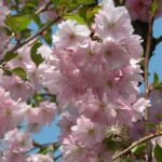 Prunus ‘Accolade’