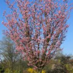 Prunus sargentii ‘Rancho’