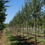 Prunus serrula ‘Branklyn’