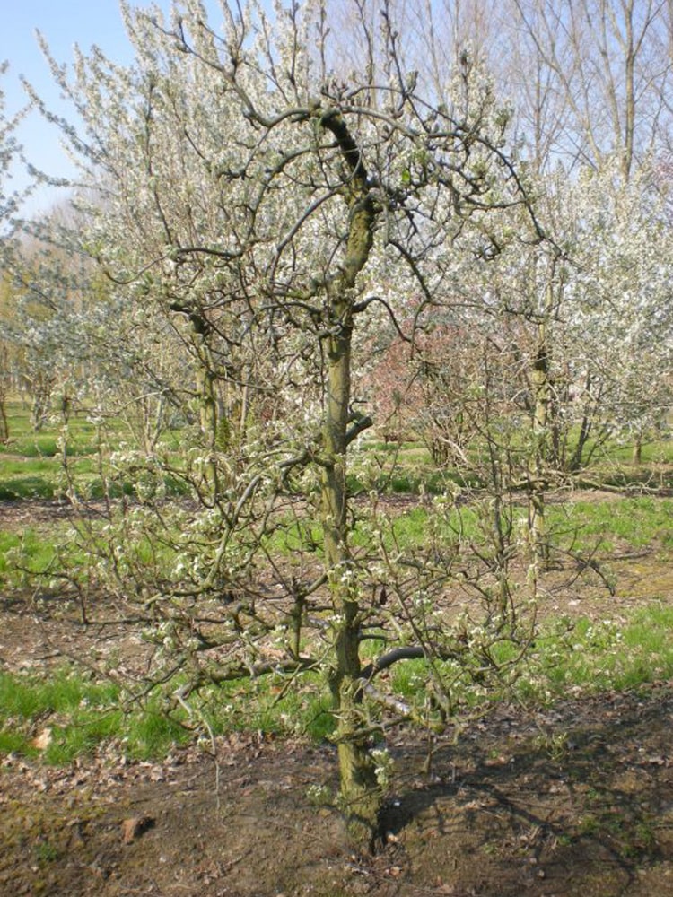 Pyrus communis ‘Conference’