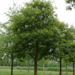 Quercus bicolor