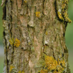 Quercus bicolor