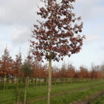 Quercus bicolor