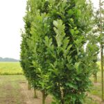 Quercus warei ‘Long’ REGAL PRINCE