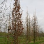 Quercus warei ‘Wind Candle’