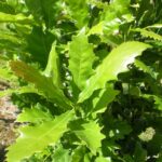 Quercus warei ‘Wind Candle’