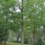 Robinia pseudoacacia ‘Appalachia’