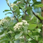 Sorbus aria ‘Magnifica’