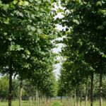 Tilia europaea ‘Pallida’