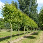 Tilia europaea ‘Pallida’