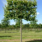 Tilia europaea ‘Pallida’