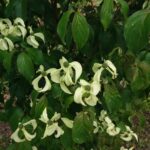 Cornus Kousa 'Couronne'