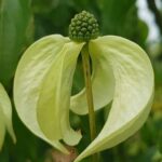 Cornus Kousa 'Couronne'