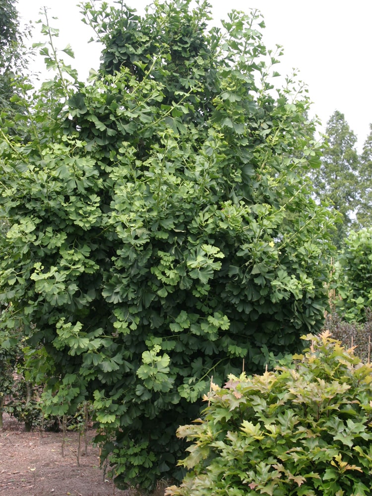 Ginkgo Biloba 'David'